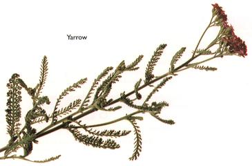 Yarrow