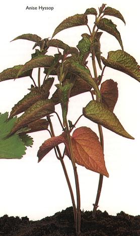 Anise Hyssop