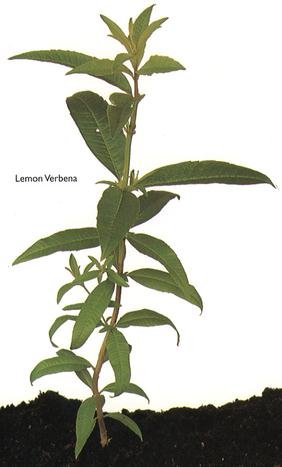 Lemon Verbena