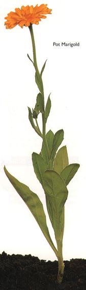 Pot Marigold