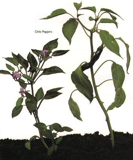 Chile Peppers