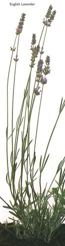English Lavender