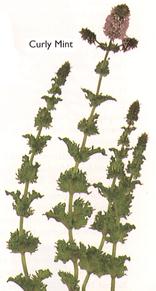 Pineapple Mint, Spearmint, and English Pennyroyal