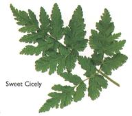Sweet Cicely