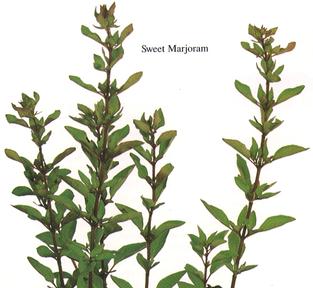 Sweet Marjoram