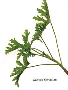 Scented Geranium