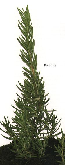 Rosemary