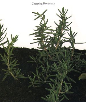 Creeping Rosemary