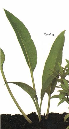 Comfrey