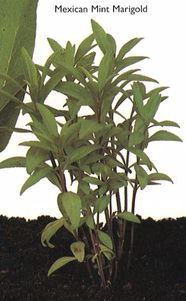 Mexican Mint Marigold
